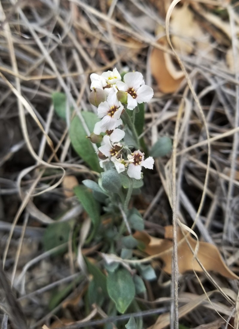 Mcvaugh's Bladderpod