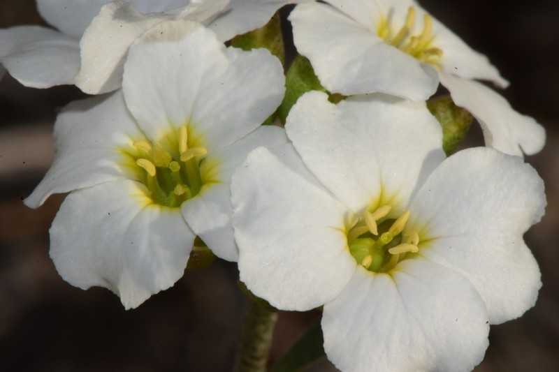 Mcvaugh's Bladderpod photo 2