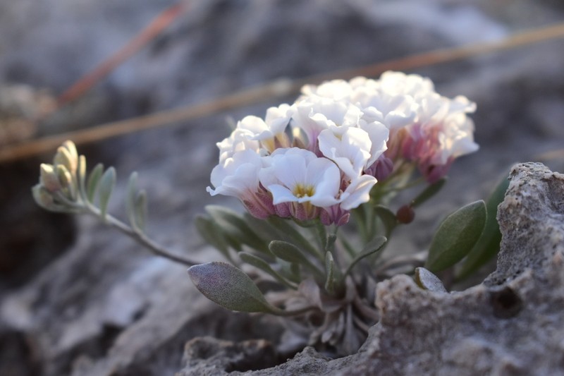 Mcvaugh's Bladderpod photo 3
