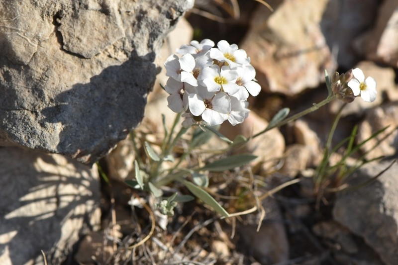 Mcvaugh's Bladderpod photo 5