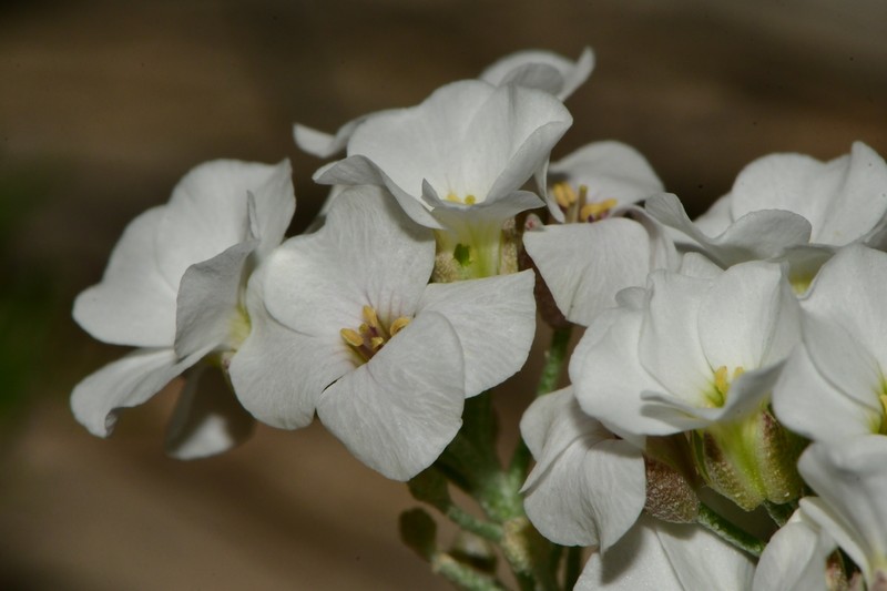 Mcvaugh's Bladderpod photo 6