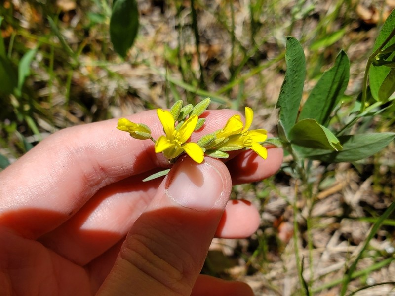 Mountain Bladderpod