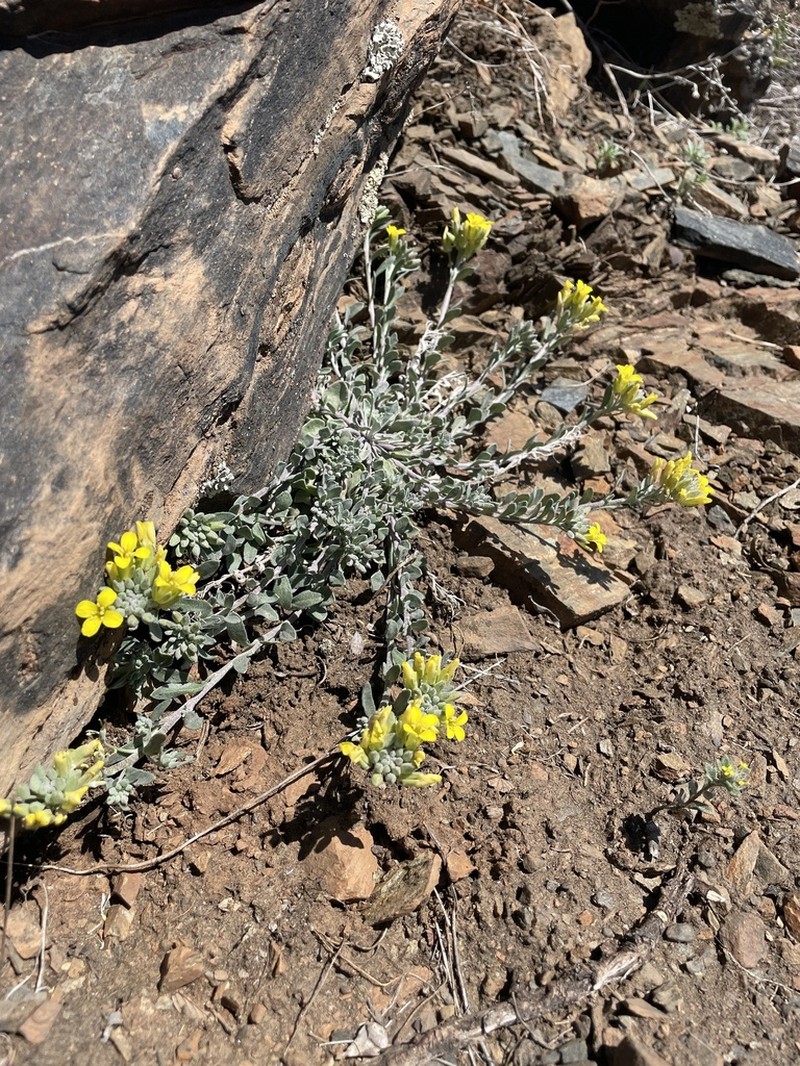 Mountain Bladderpod photo 2