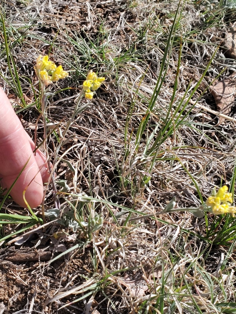 Mountain Bladderpod photo 3