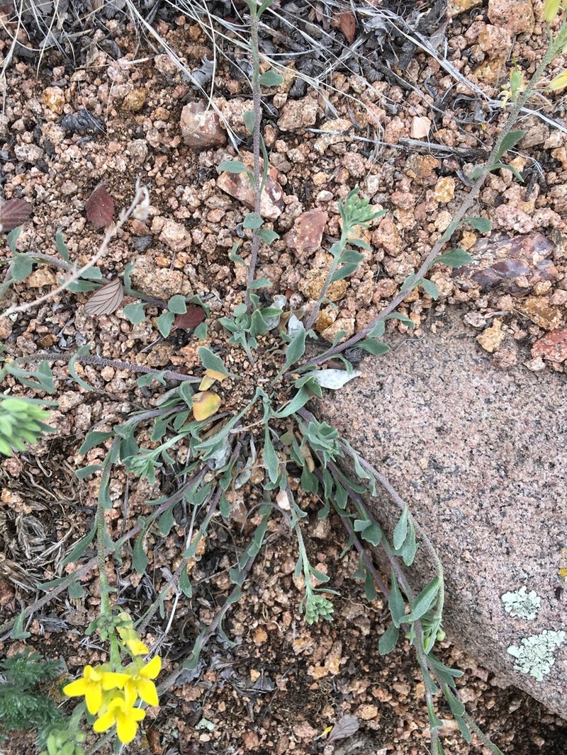 Mountain Bladderpod photo 4