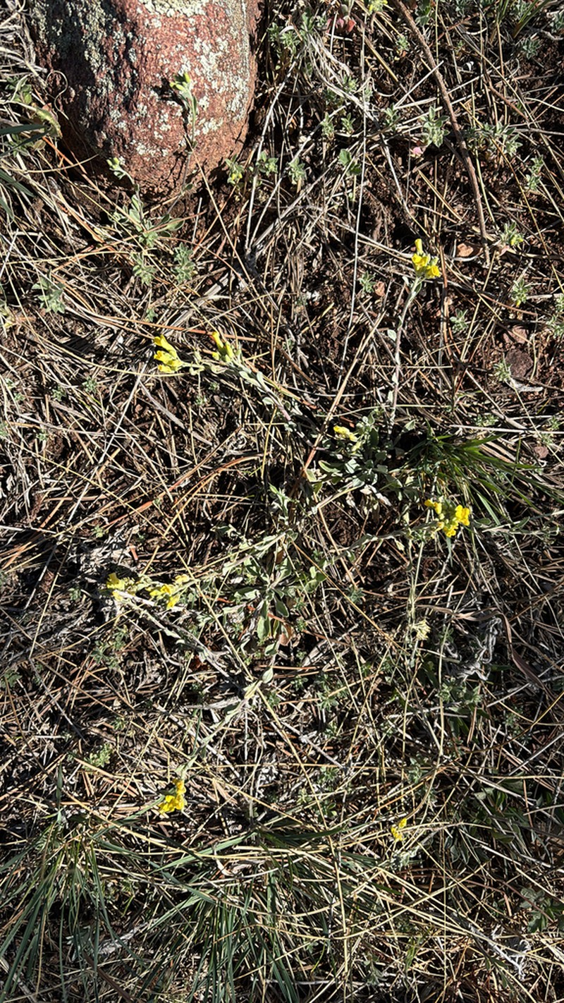 Mountain Bladderpod photo 5