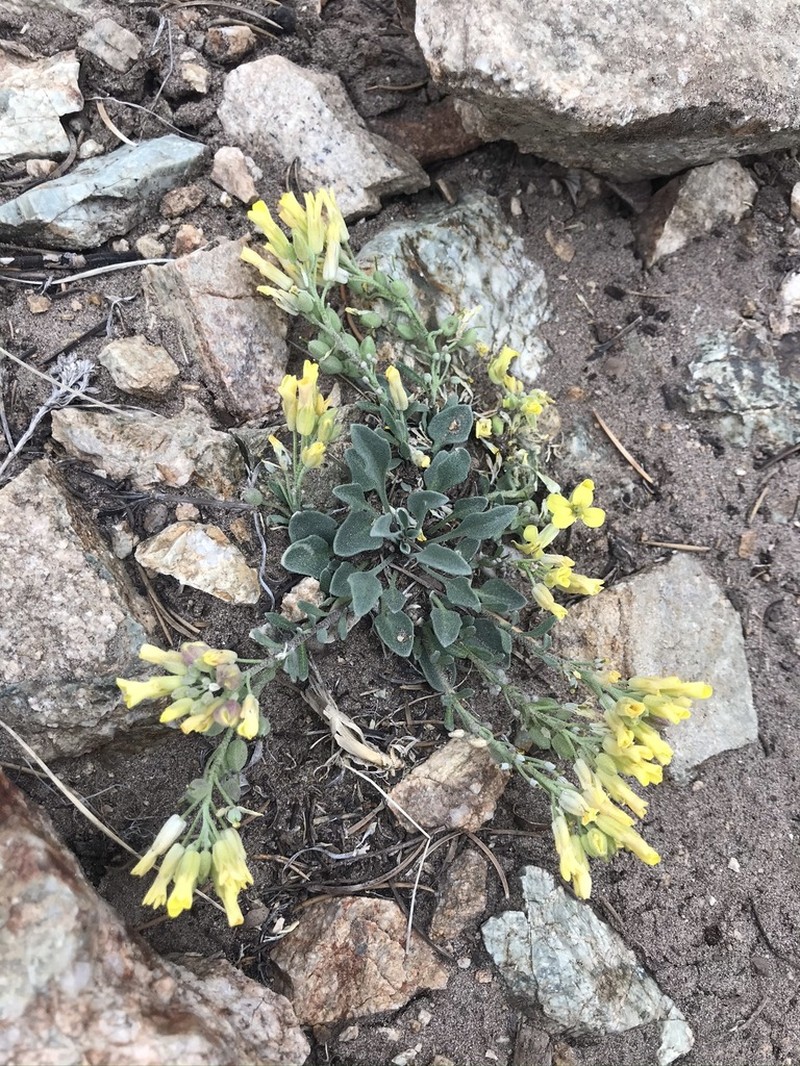 Mountain Bladderpod photo 6