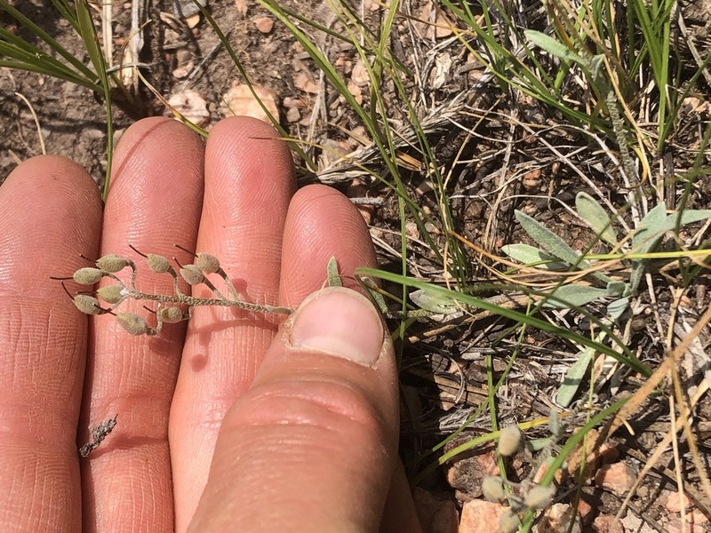 Mountain Bladderpod photo 7