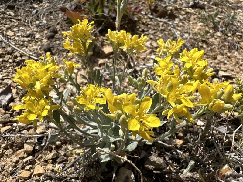 Mountain Bladderpod photo 8