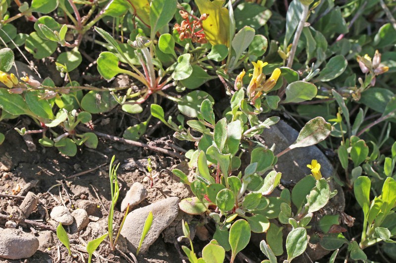 Manyhead Bladderpod