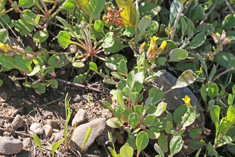 Manyhead Bladderpod photo 2