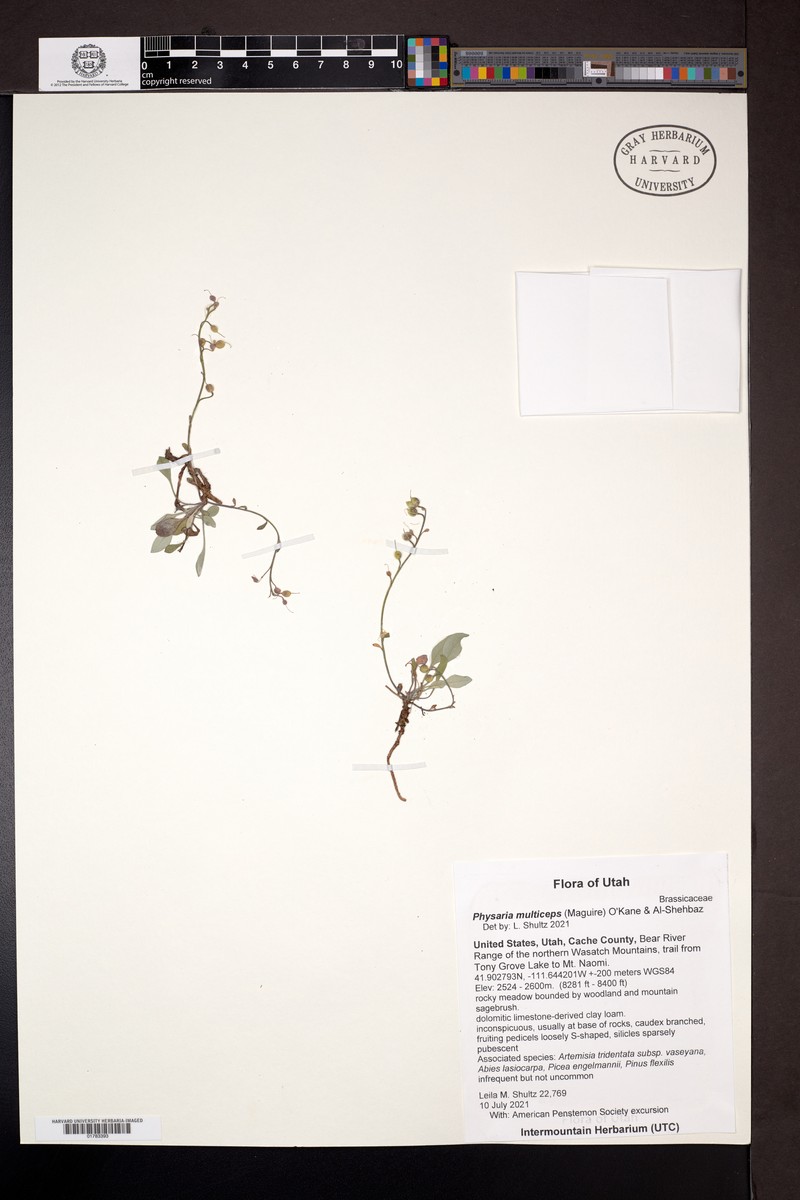 Manyhead Bladderpod photo 3