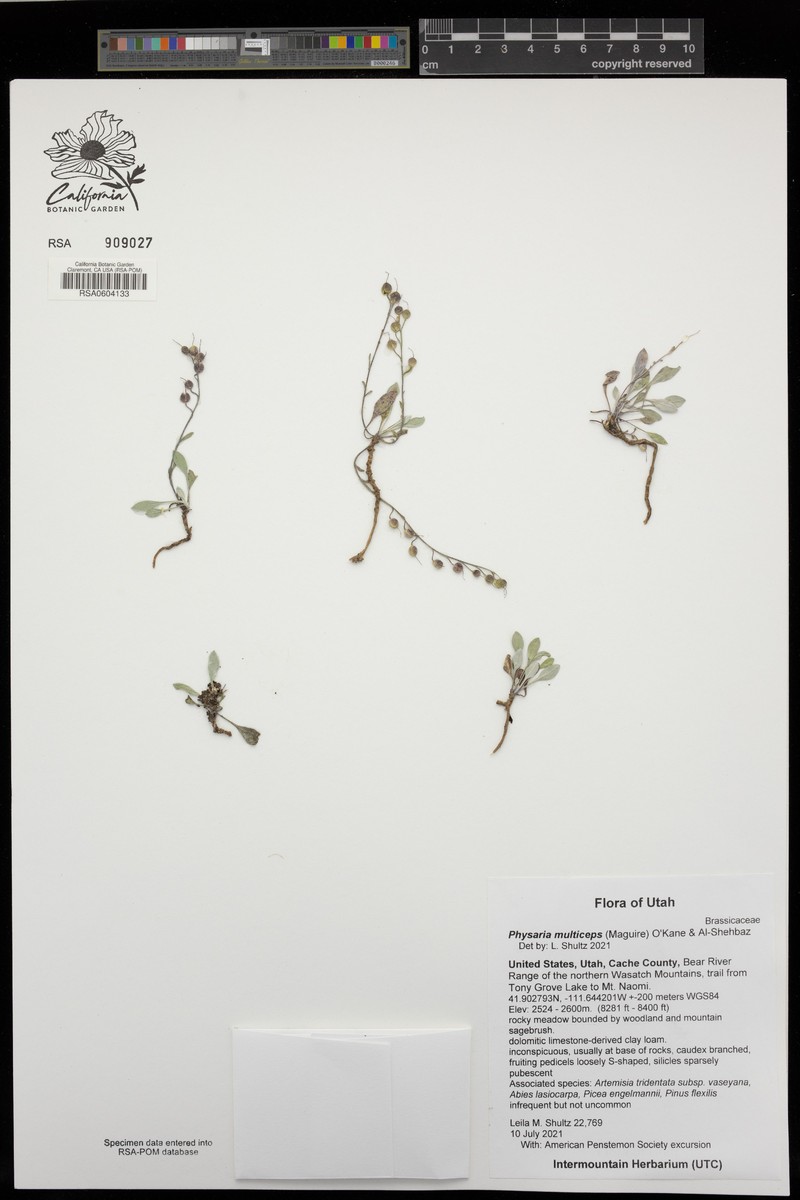 Manyhead Bladderpod photo 4