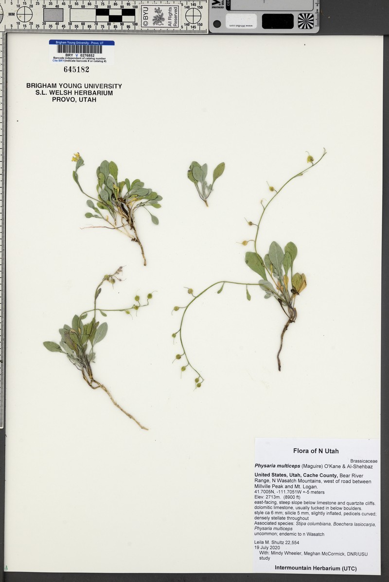 Manyhead Bladderpod photo 5
