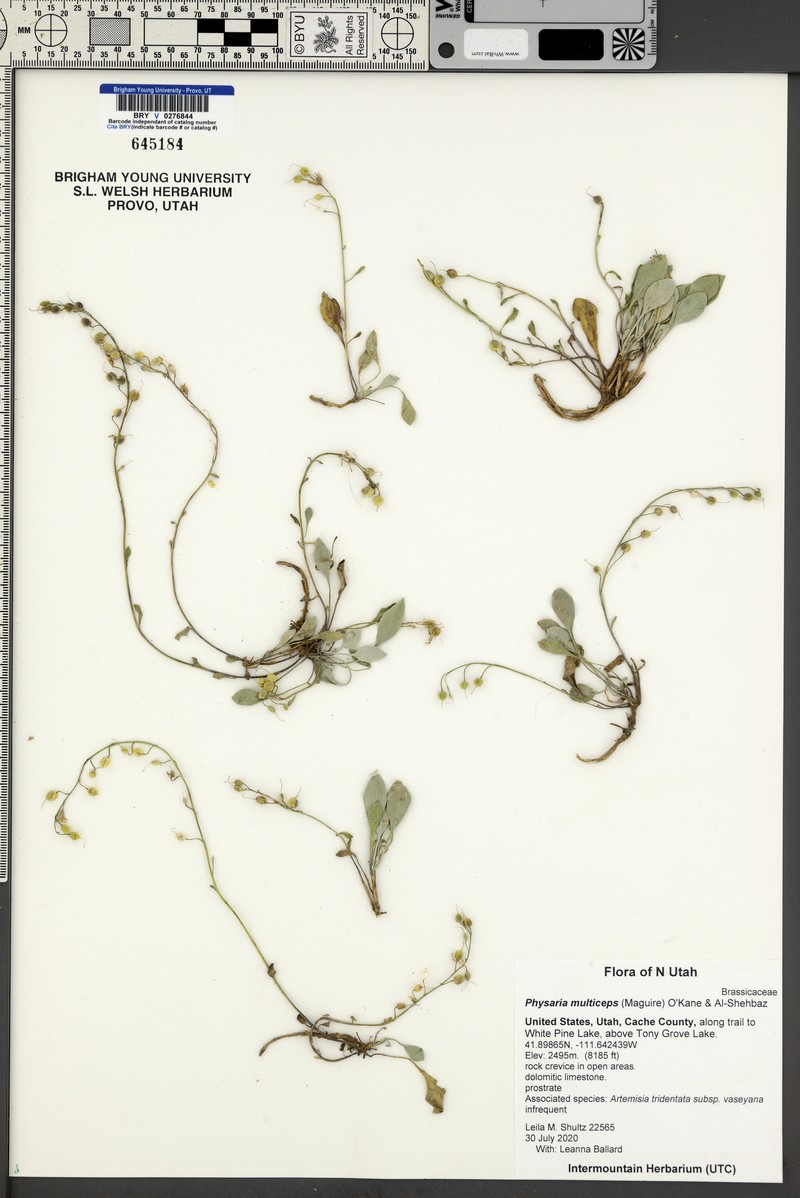 Manyhead Bladderpod photo 6