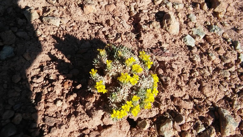 Navajo Bladderpod