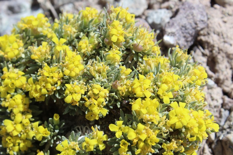 Navajo Bladderpod photo 2