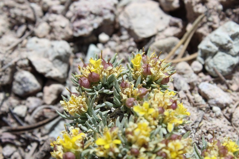 Navajo Bladderpod photo 3