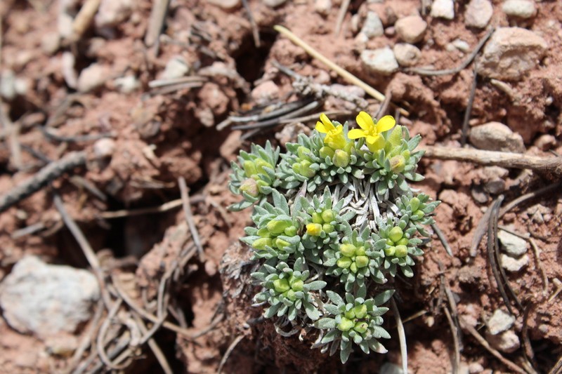Navajo Bladderpod photo 4