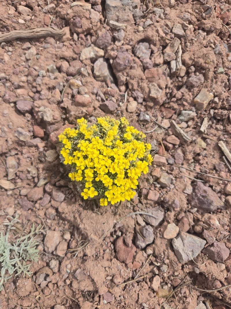 Navajo Bladderpod photo 5