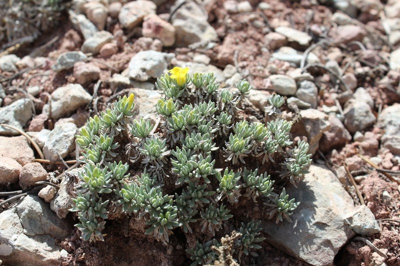 Navajo Bladderpod photo 6