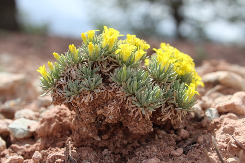 Navajo Bladderpod photo 7