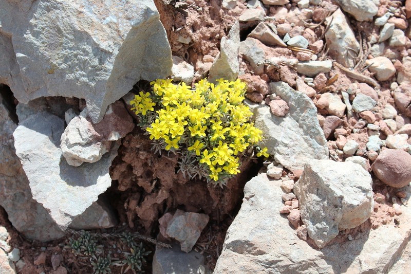 Navajo Bladderpod photo 8