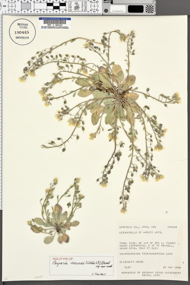 Physaria neeseae