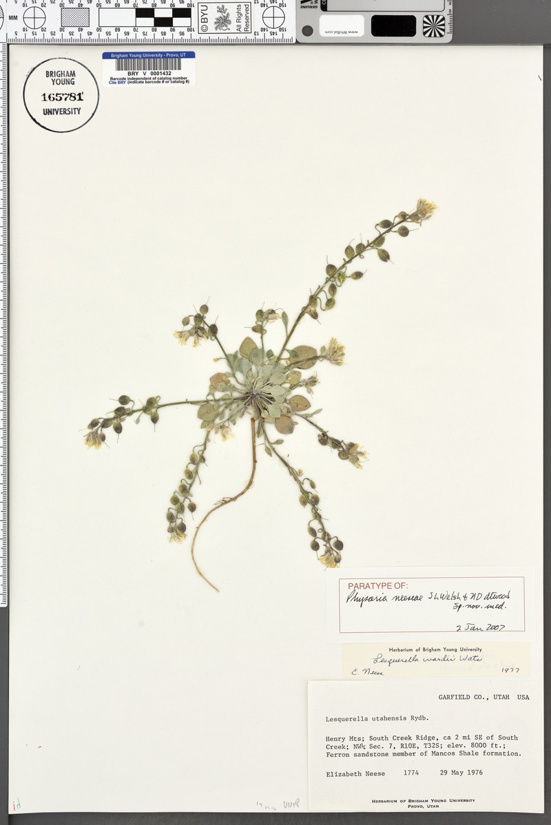 Physaria neeseae photo 2