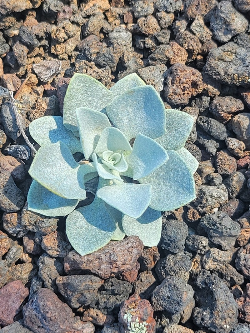 Newberry's Twinpod
