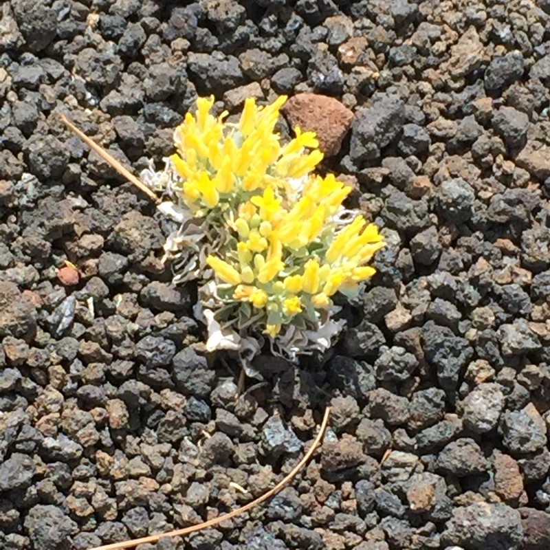 Newberry's Twinpod photo 3