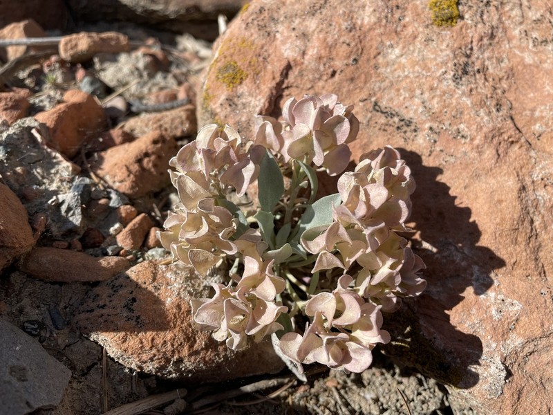 Newberry's Twinpod photo 4