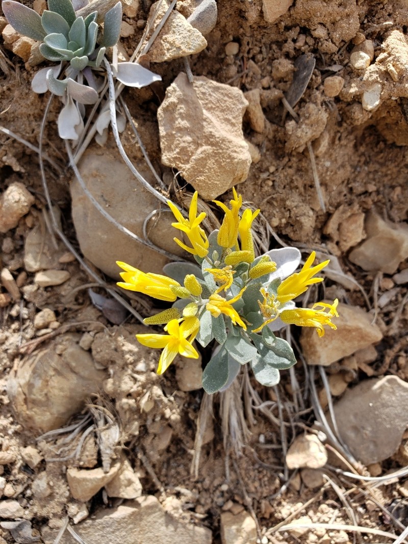 Newberry's Twinpod photo 6