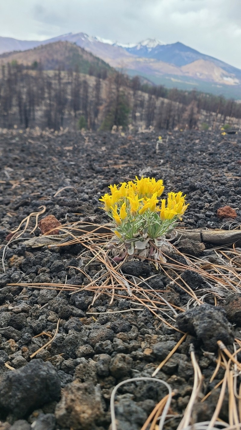 Newberry's Twinpod photo 7
