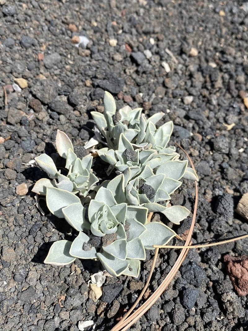 Newberry's Twinpod photo 8