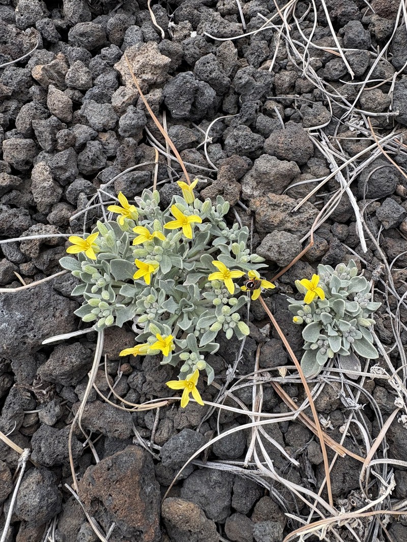 Physaria newberryi subsp. newberryi
