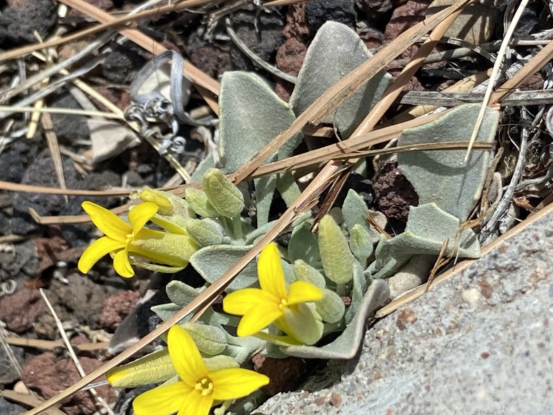 Physaria newberryi subsp. newberryi photo 2