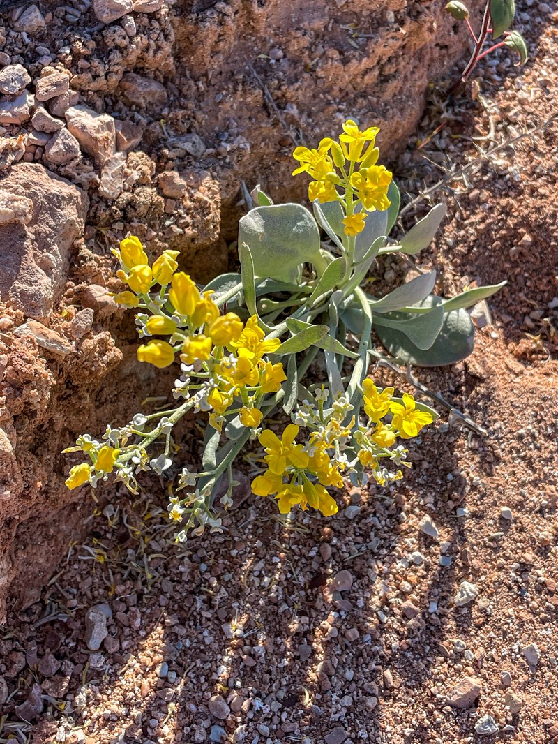 Physaria newberryi subsp. newberryi photo 3