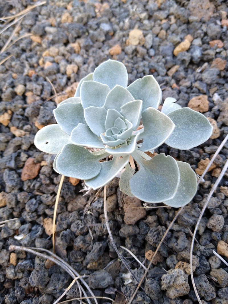 Physaria newberryi subsp. newberryi photo 4
