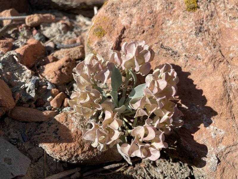 Physaria newberryi subsp. newberryi photo 5