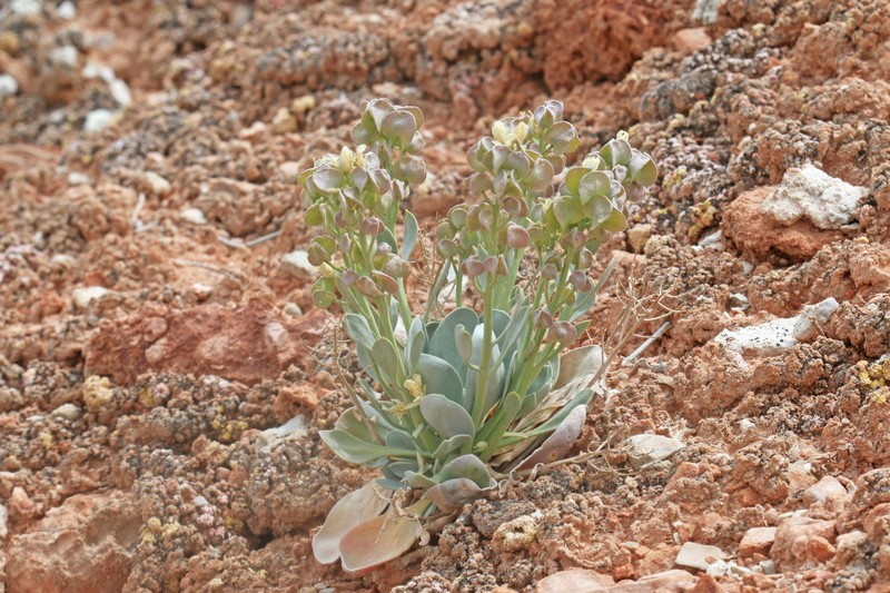 Physaria newberryi subsp. newberryi photo 6