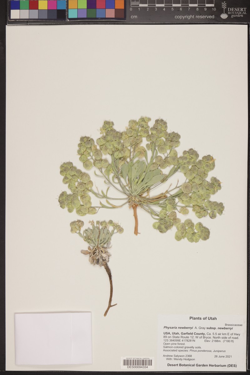 Physaria newberryi subsp. newberryi photo 7
