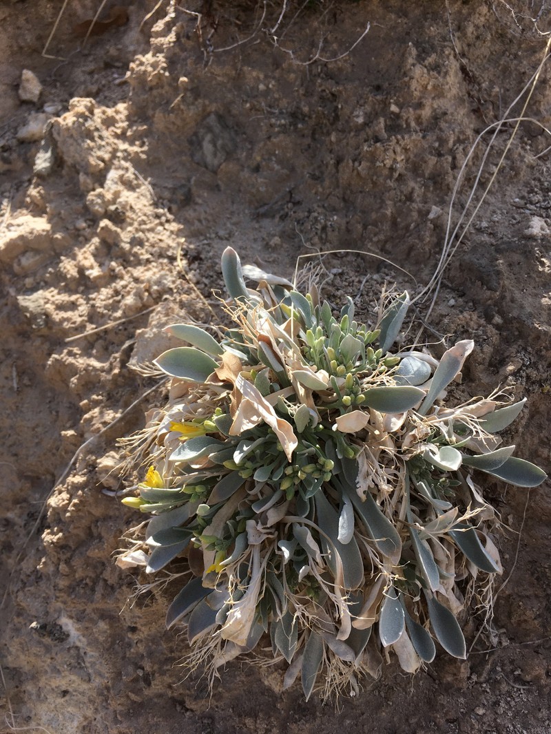 Physaria newberryi subsp. yesicola