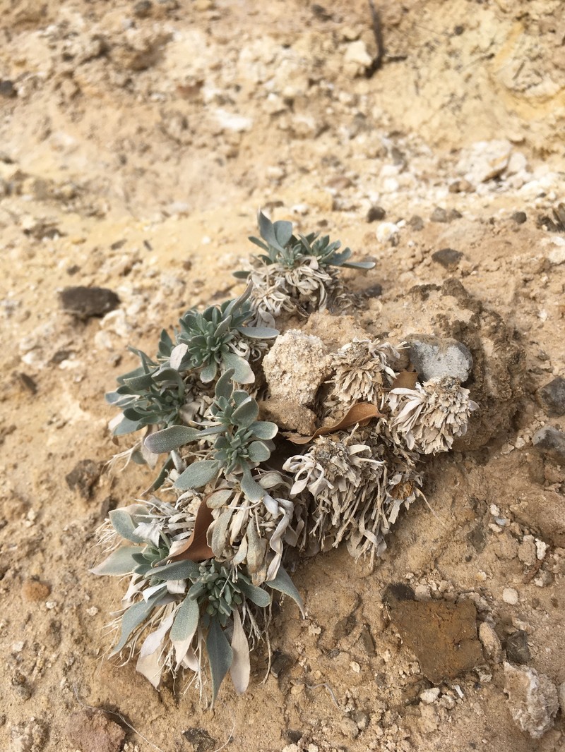 Physaria newberryi subsp. yesicola photo 3