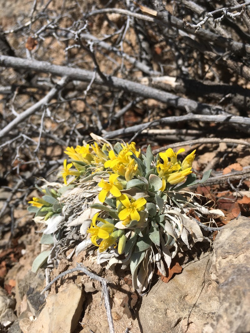 Physaria newberryi subsp. yesicola photo 4