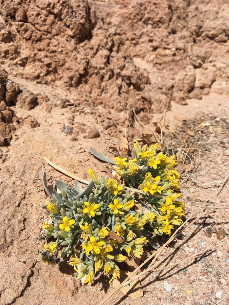 Physaria newberryi subsp. yesicola photo 5