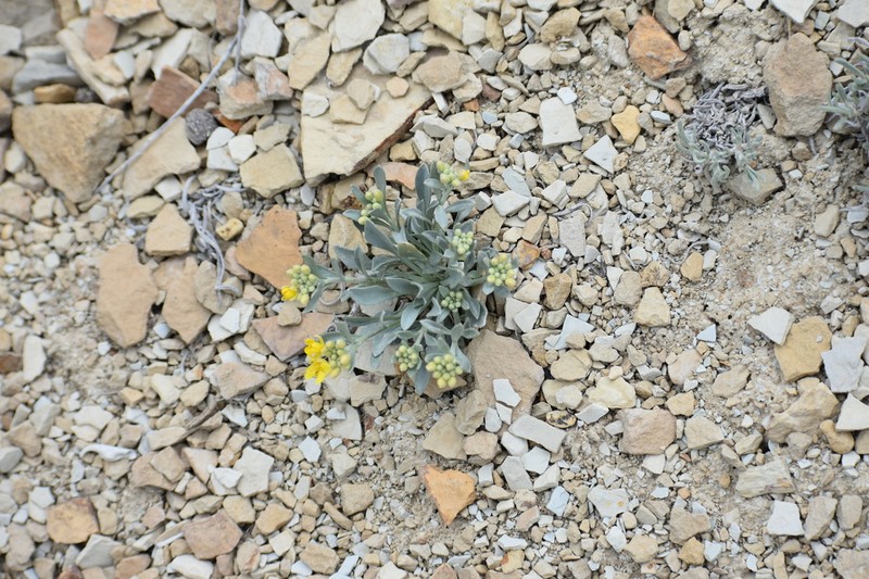 Dudley Bluffs Twinpod photo 4
