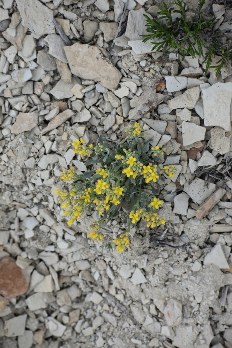 Dudley Bluffs Twinpod photo 7