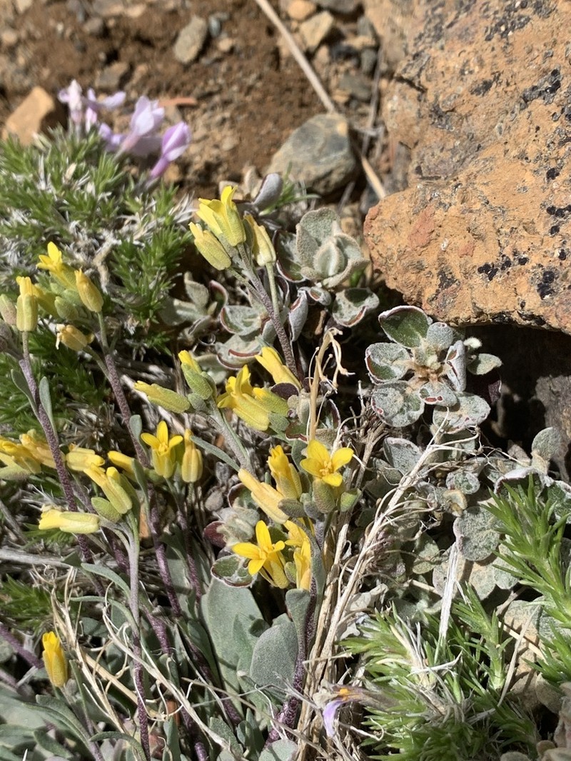 Physaria occidentalis