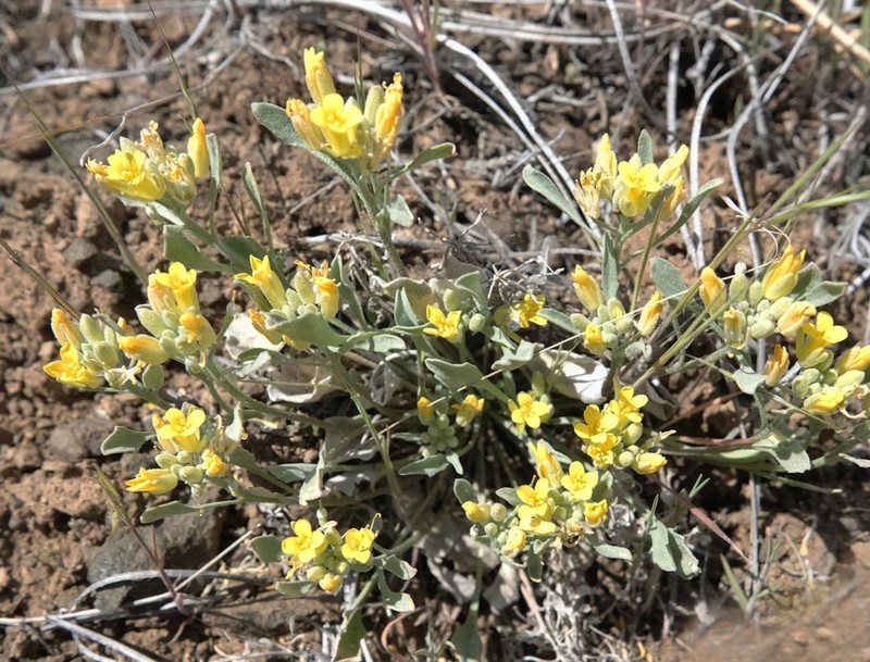 Physaria occidentalis photo 2